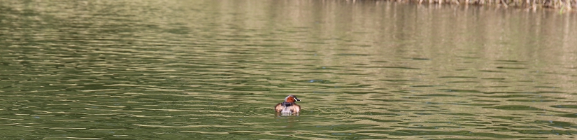 IMG_9485.JPG